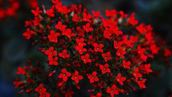 Red Blooming Flowers, red, flowers, flower HD wallpaper