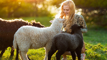 :), animal, model, blonde, sheep, easter, girl, woman, lamb HD wallpaper