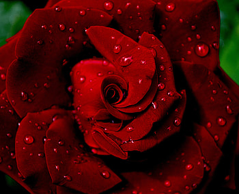 Flowers, Drops, Rose Flower, Rose, Petals, Wet, Dew HD wallpaper