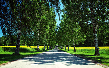 Norway nature road, Canola fields, Birch tree shadows, Travel and world HD wallpaper