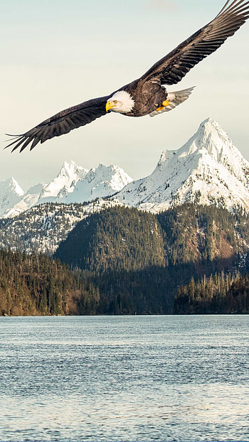 Majestic bald eagle, Wings spread wide HD phone wallpaper