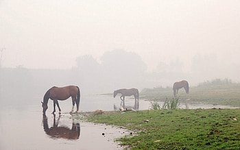 Animals, Rivers, Sky, Horses, Fog HD wallpaper