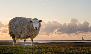 Adorable wooly creatures, Flock grazing peacefully, Fluffy white coats, Farm animal companions HD wallpaper