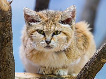 Animals, Muzzle, Striped, Sand Cat, Velvet Cat HD wallpaper