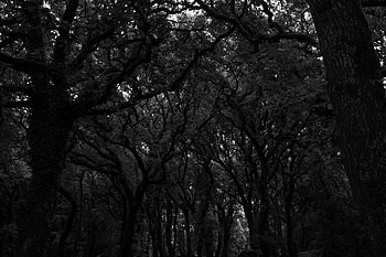 Trees, Dark, Forest, Bw, Chb HD wallpaper