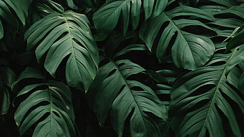 Jungle leaf art, Vibrant backgrounds HD wallpaper