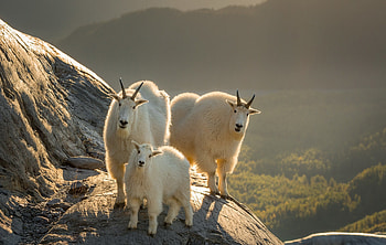 Family, Goats HD wallpaper