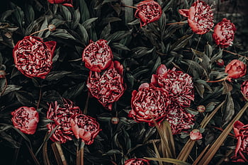 A stunning close-up of vibrant red peonies amidst lush green leaves, offering a rich floral display. HD wallpaper