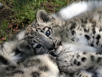 Animals, Snow Leopard HD wallpaper
