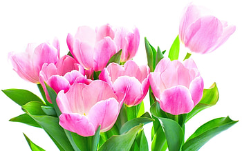 Plants, Flowers, Tulips HD wallpaper