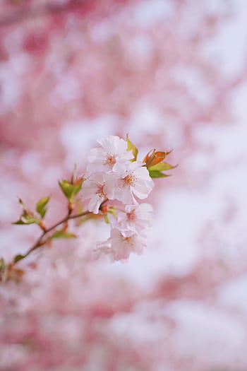 Delicate cherry blossom flowers in a serene, soft focus, perfect for spring themes. HD phone wallpaper