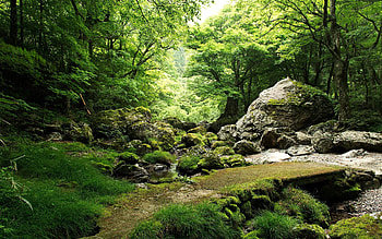 Nature, Trees, Grass, Stones, Moss HD wallpaper