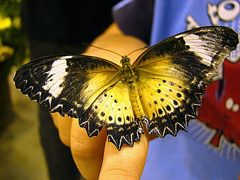 Special landing, wings, white, black, landing, gold, beauty, hand HD wallpaper