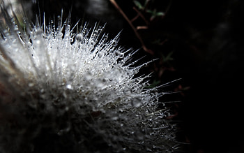 Drops, Flower, Plant, Dark, Surface HD wallpaper