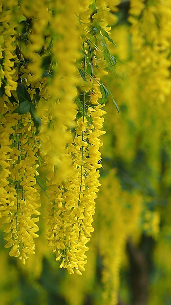 A Yellow, Herbal Yellow, Nature HD phone wallpaper