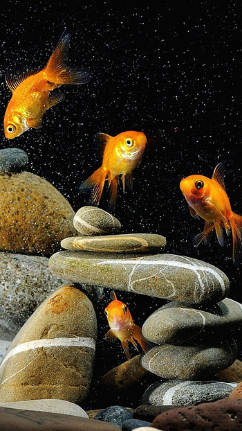 Gold Fish, Nature HD phone wallpaper