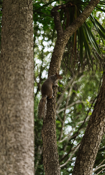 Animals, Squirrel, Wood, Tree, Flying Squirrel HD phone wallpaper