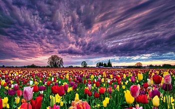 Spring Flowers Field, Beautiful, Field, Flowers, Spring, Clouds, Sky HD wallpaper