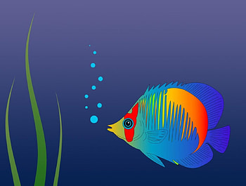 Colorful fish, fish, abstract HD wallpaper
