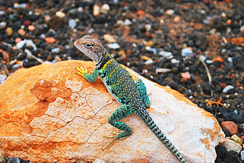 Animals, Stones, Lizard, Gecko HD wallpaper