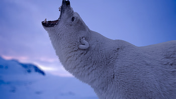 Chilling winter scene, Majestic creature, Crystal-clear snow, Bear in the wild HD wallpaper