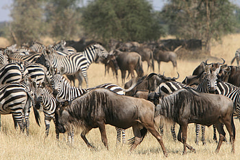 Serengeti National Park, Wilderness Adventure, Wildlife, Africa HD wallpaper