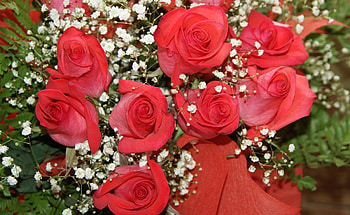 Flowers, Roses, Registration, Typography, Bouquet, Gypsophilus, Gipsophile, Buds HD wallpaper