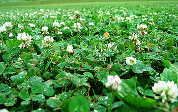 Nature, Leaves, Drops, Clover, After The Rain HD wallpaper