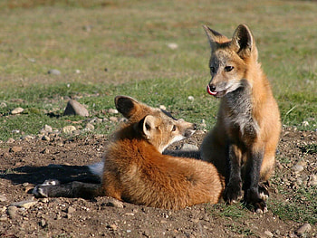 Animals, Grass, Fox, Couple, Pair, Lick Your Lips, Licking HD wallpaper