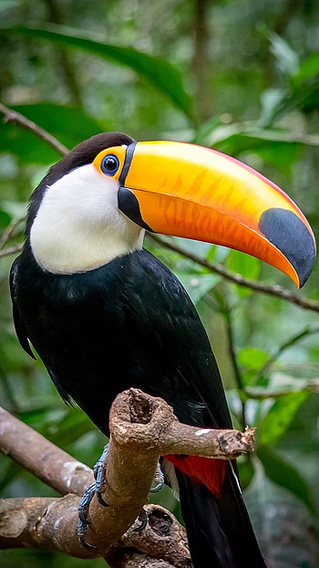 Toucans, Adorable, Bird HD phone wallpaper