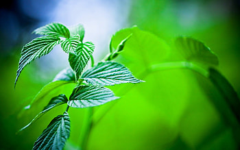 Mint leaves, mint, Nature, green HD wallpaper
