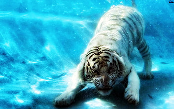 Tiger, other, beautiful, animals HD wallpaper
