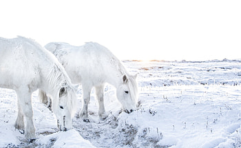 White Horses in the Snow, Animals, White, Winter, Snow, Nature, Landscapes, Horses HD wallpaper