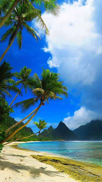 Tress on a Tropical Island, tropical island, tress HD phone wallpaper