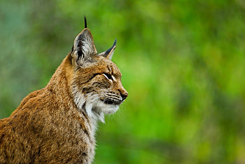 Red Lynx, Wild cat , backgrounds, Animals HD wallpaper