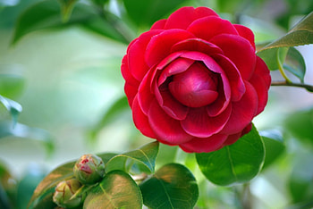 *** Camellia ***, camellia, nature, flowers, flower HD wallpaper