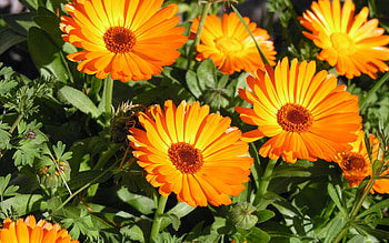 Sun Bathing, beautiful, nature, flowers, orange HD wallpaper