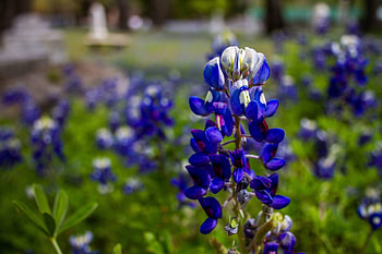 Fresh bluebonnet , Breathtaking beauty, Spring in Texas, Floral wonder HD wallpaper