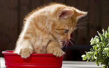 Animals, Background, Cat, Sight, Opinion, Playful, Pot HD wallpaper