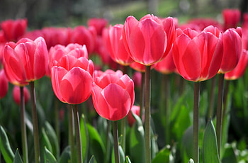 Flowers, Tulips, Blur, Smooth, Flower Bed, Flowerbed HD wallpaper