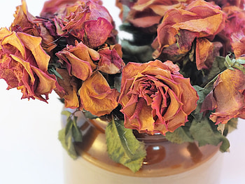 Flowers, Roses, Bouquet, Dry, Herbarium HD wallpaper