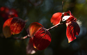 Plants, Leaves HD wallpaper