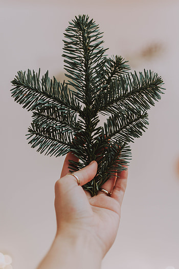Hand, Miscellanea, Miscellaneous, Branch, Spruce, Fir, Needles HD phone wallpaper