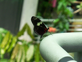 Butterfly, flying, bug, insect HD wallpaper