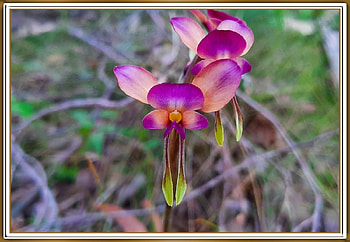 PURPLE PANSY ORCHID, FLOWER, PRETTY, NATURE HD wallpaper