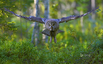 Great Grey Owl, Great, Grey, Bing, Owl HD wallpaper
