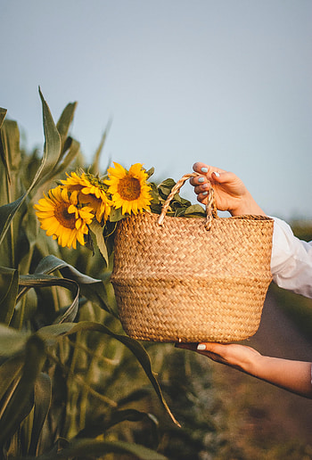 Flowers, Sunflowers, Leaves, Hands, Basket HD phone wallpaper