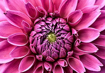 A high-resolution close-up of a blooming pink dahlia flower showcasing its intricate petal details. HD wallpaper