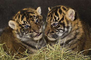 Animals, Grass, Tigers, Predators, Young, Aggression, Couple, Pair, To Lie Down, Lie, Sight, Opinion, Cubs, Tiger Cubs, Big Cats HD wallpaper