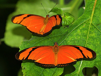 Two beauties, butterflies, black, leaves, green two, orange HD wallpaper
